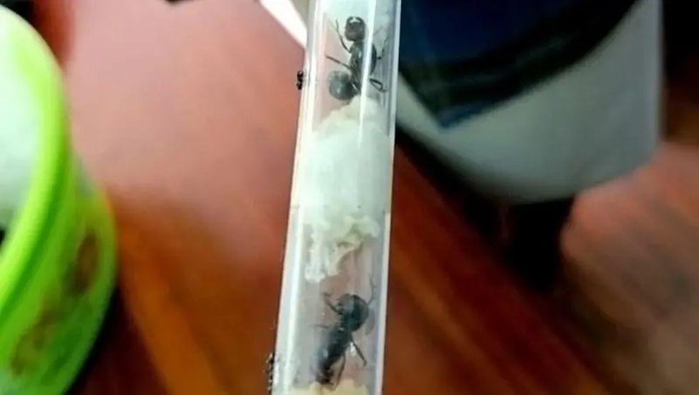 Karınca kaçakçılığı: Tanesi 200 dolar eden karıncalar