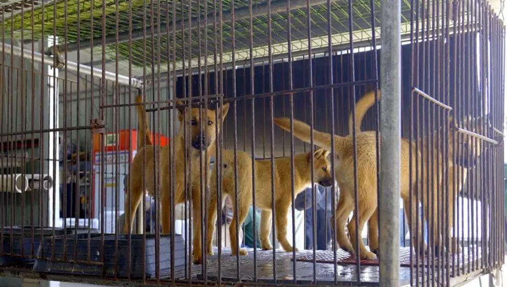 Güney Kore köpek etini yasakladı, kalan köpeklere ne olacak?