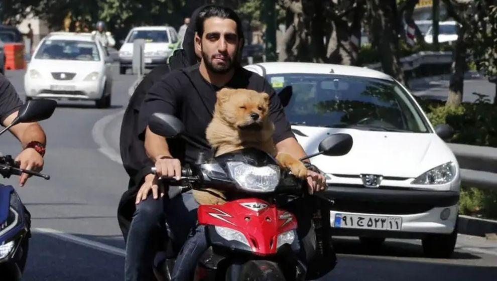 İran'da köpek gezdirme yasağı genişletildi