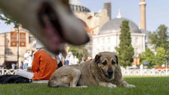 İstanbul'da köpek sürgünleri: Hayırsızada'dan günümüze 'köpeksizleştirme siyaseti'