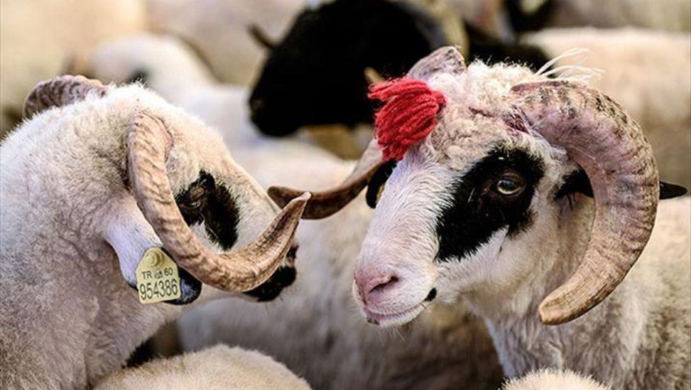 Kurban Bayramı tatile dönüşüyor, gelenekler erime noktasında