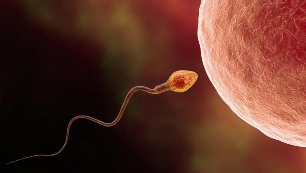 Sperm neden hâlâ bu kadar gizemli?