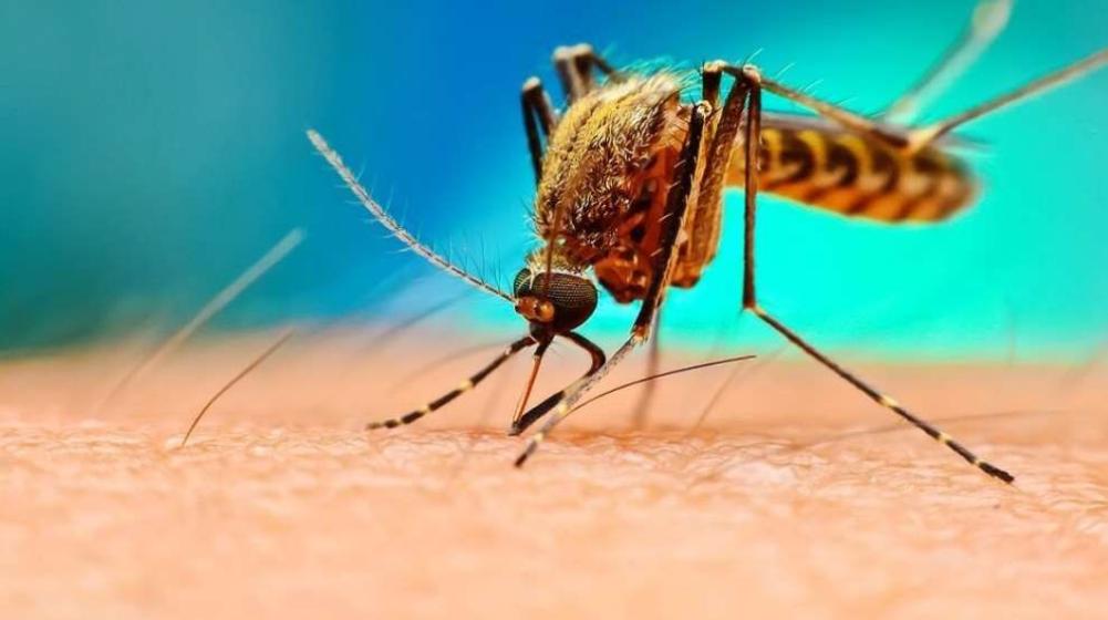 Avrupa'da giderek artan sivrisinek kaynaklı hastalıklar nasıl kontrol altına alınabilir?