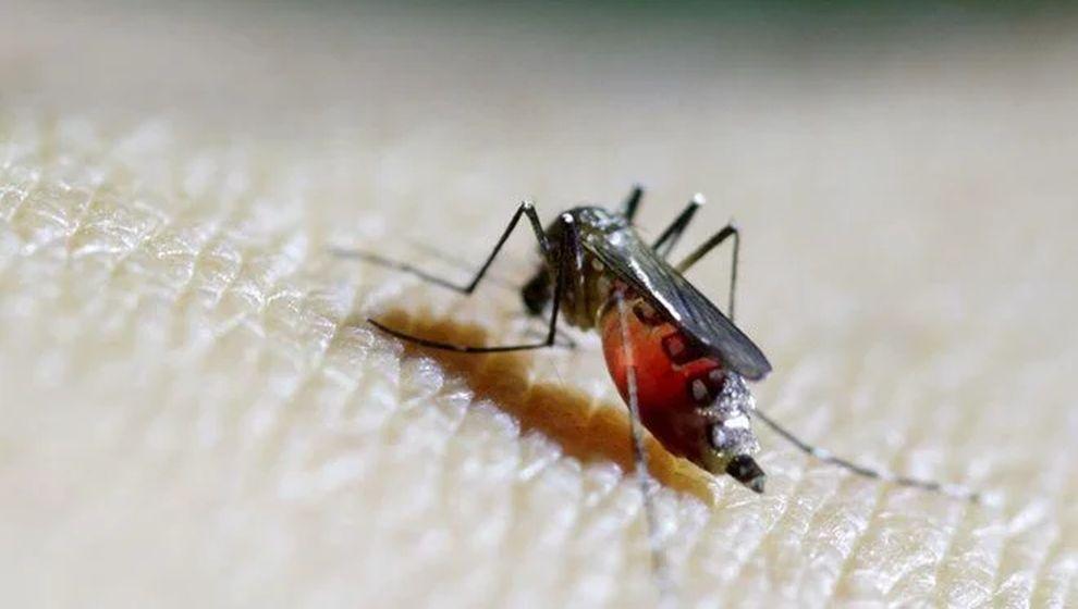 Dünya Sağlık Örgütü'nden “büyük salgın” uyarısı: Chikungunya virüsü hızla yayılıyor
