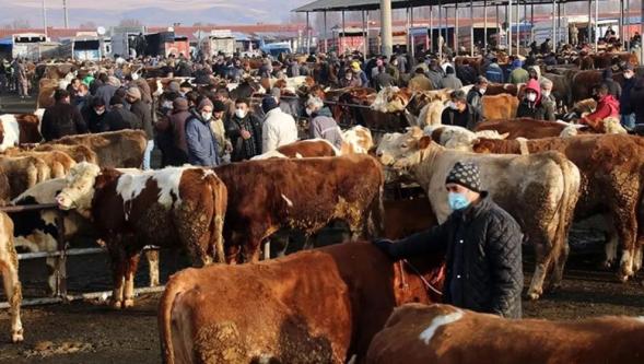Şap hastalığı alarmı! Tüm hayvan pazarları kapatıldı