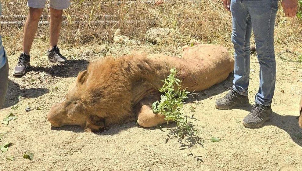 Manavgat'ta hayvan parkından kaçan aslan öldürüldü