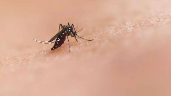 Dünyayı alarma geçiren Chikungunya virüsü nedir?