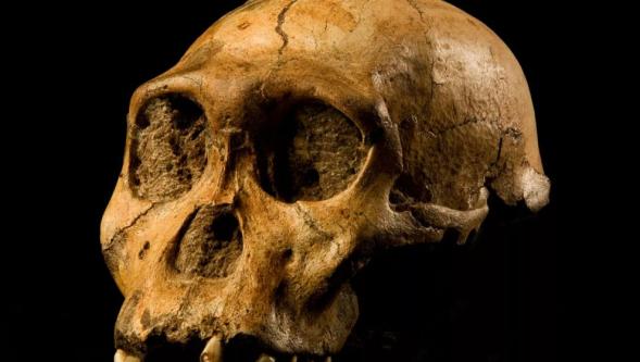 Etiyopya'da bulunan dişler yeni insan türünü ortaya çıkardı