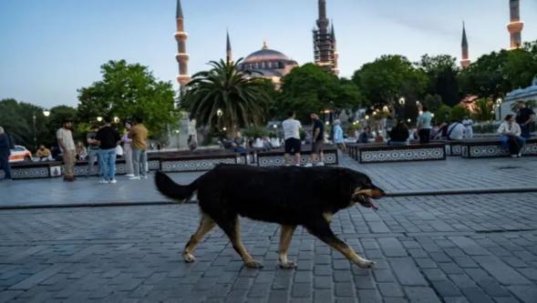 İstanbul Valiliği'nden sokak hayvanları için 'İvedilikle toplansın' talimatı