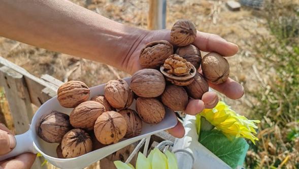 Kolon kanserini önlüyormuş: Günde 5 tane yemek yetiyor