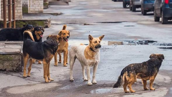 Sokak hayvanları tartışması: Yaşam hakkı mı güvenlik mi?