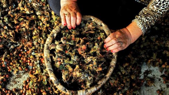 Türkiye'deki fındık kaybı birçok ülkede fiyatları yükseltecek