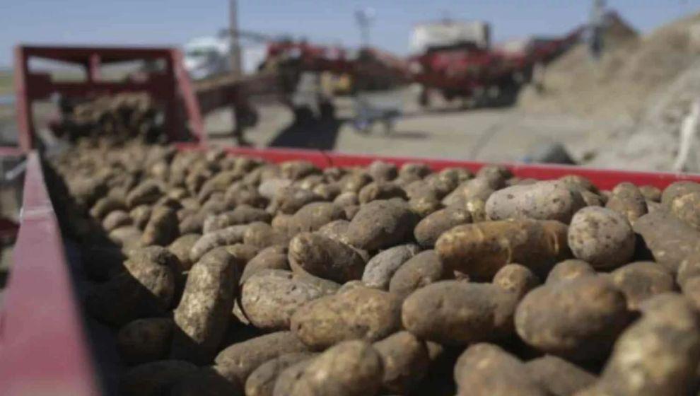 Patatesin dokuz milyon yıllık tarihi: Domatesten melezlenmiş
