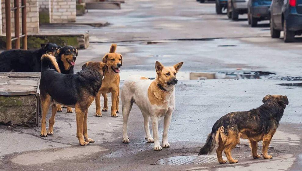 Sokak hayvanları tartışması: Yaşam hakkı mı güvenlik mi?