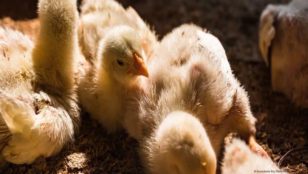 Almanya ve Portekiz'de kuş gribi salgını