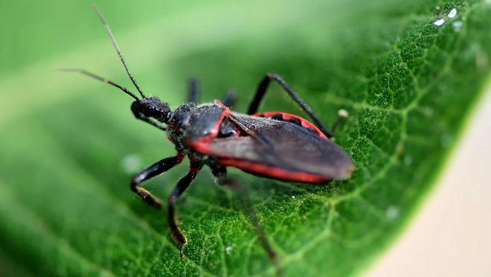 Chagas hastalığı: 
