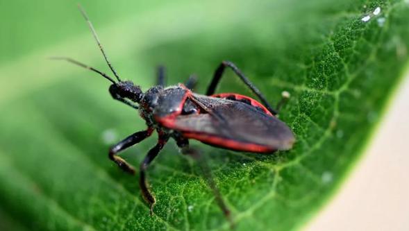 Chagas hastalığı: "Öpücük böceği" ABD'de yayılıyor