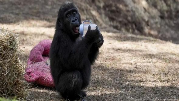 Nijerya'dan Türkiye'ye "Zeytin" tepkisi