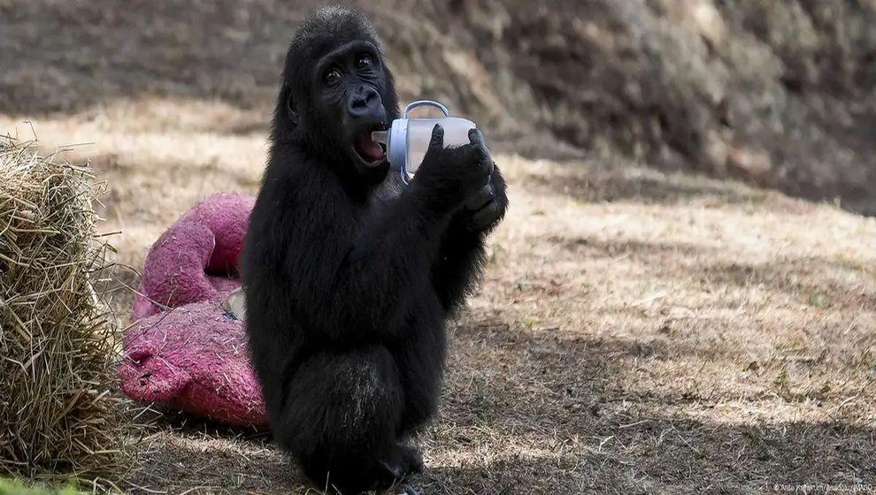 Nijerya'dan Türkiye'ye 