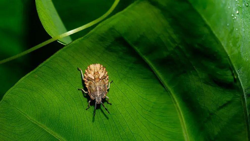 Türkiye kahverengi kokarca böceğini konuşuyor: Nasıl mücadele edilebilir?