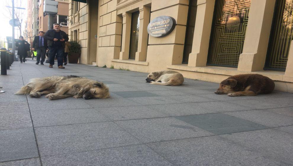 İstanbul Valiliği sokak köpeklerinin beslenmesini yasakladı