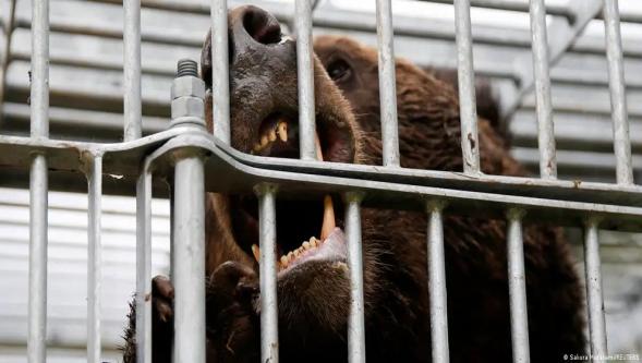 Japonya'da "ayı kabusu": 8 ayda 13 ölü, 100 yaralı