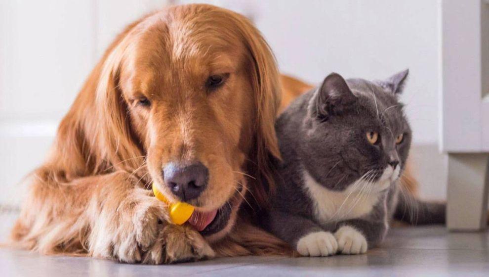 Evcil hayvan sahipleri dikkat: Son tarih 31 Aralık