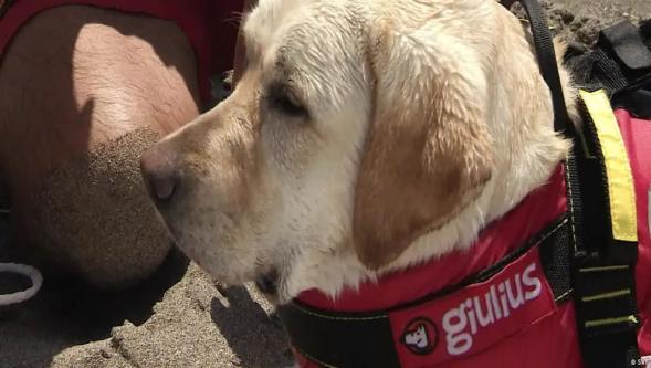 Köpekler felaketleri önceden hissediyor mu?