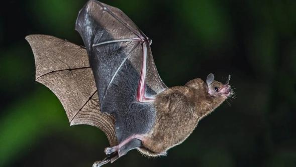 Nipah virüsü nereden çıktı? Covid'den 5 kat daha ölümcül