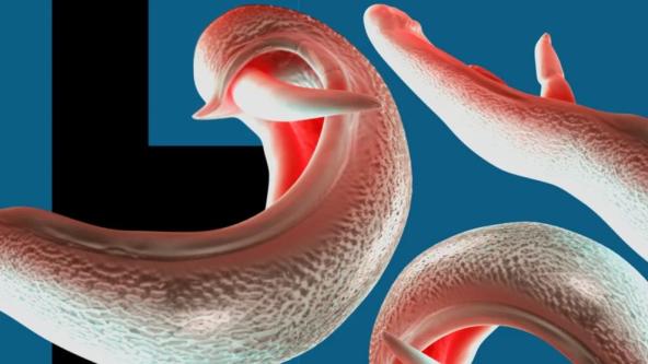 Dünya Sağlık Örgütü: "Cinsel organlara yerleşen parazit yeni ülkelere yayılabilir"