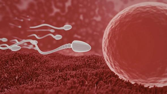 'Erkeklerde sperm yazın kışa göre daha hızlı hareket ediyor'