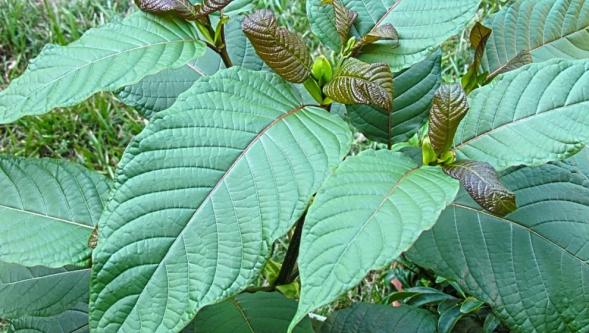 ABD'de kratom krizi
