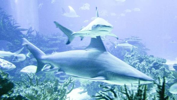 Bahamalar'daki köpekbalıklarının uyuşturucu ve kafein testi pozitif çıktı